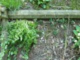 image of grave number 61504
